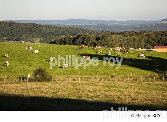 AGRICULTURE, VALLEE DE L'OGNON, HAUTE-SAONE, FRANCE (70F00210.jpg)