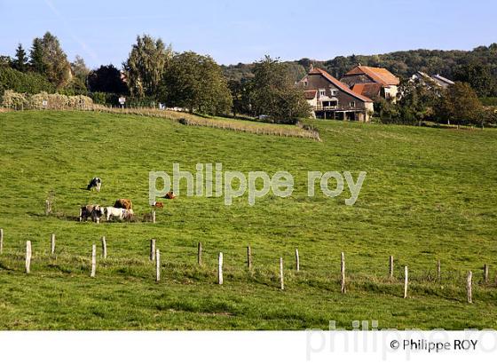 AGRICULTURE, VALLEE DE L'OGNON, HAUTE-SAONE, FRANCE (70F00213.jpg)