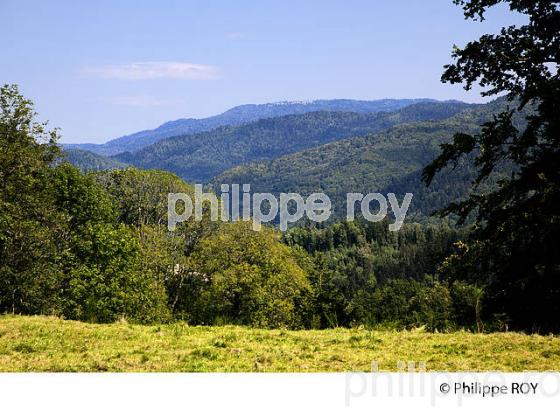 MONTAGNES DES VOSGES, PLATEAU DES MILLE ETANGS, FRANCE (70F01132.jpg)