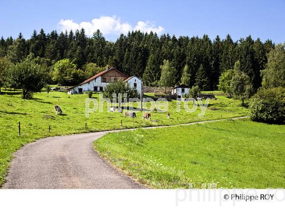 FERME ET VACHES, PLATEAU DES MILLE ETANGS, VOSGES, FRANCE (70F01133.jpg)