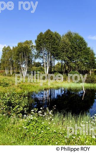 PLATEAU DES MILLE ETANGS, VOSGES, HAUTE-SAONE, FRANCE (70F01139.jpg)