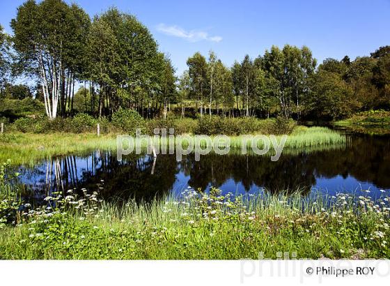 PLATEAU DES MILLE ETANGS, VOSGES, HAUTE-SAONE, FRANCE (70F01202.jpg)