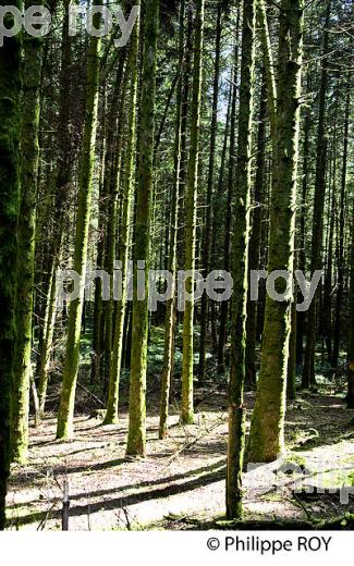 FORET D'EPICEAS, MILLE ETANGS, VOSGES, FRANCE (70F01234.jpg)