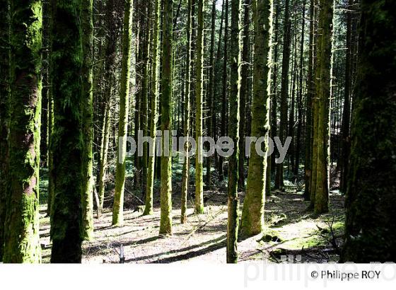 FORET D'EPICEAS, MILLE ETANGS, VOSGES, FRANCE (70F01236.jpg)