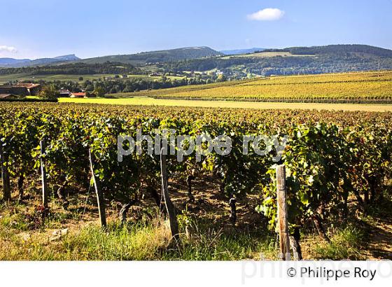 VIGNOBLE DU MACONNAIS , SAINT VERAN, ET ROUTE LAMARTINE, MACONNAIS, BOURGOGNE. (71F00228.jpg)