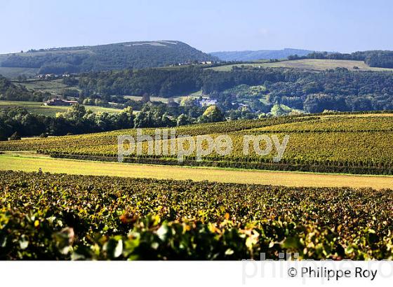 VIGNOBLE DU MACONNAIS , SAINT VERAN, ET ROUTE LAMARTINE, MACONNAIS, BOURGOGNE. (71F00229.jpg)