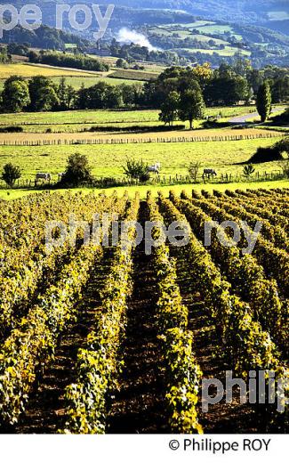 VIGNOBLE DU MACONNAIS, AOC MACON VILLAGE,  ET ROUTE LAMARTINE, BOURGOGNE. (71F00312.jpg)