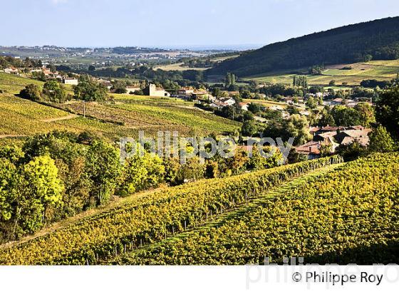 VIGNOBLE DU MACONNAIS, AOC MACON VILLAGE,  ET ROUTE LAMARTINE, BOURGOGNE. (71F00316.jpg)
