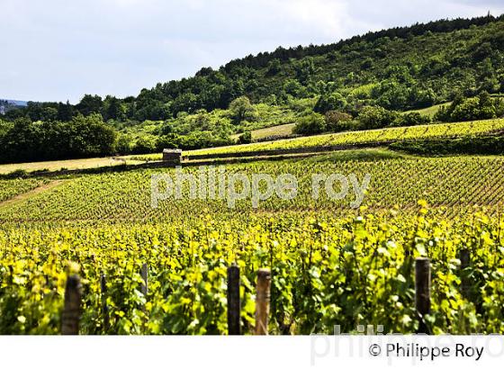 VIGNE AOC, MACON VILLAGE, VIGNOBLE DU MACONNAIS AU PRINTEMPS , MILLY LAMARTINE, BOURGOGNE. (71F00335.jpg)