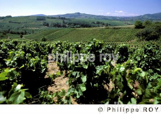 Le vignoble de Saint Vran (71V00116.jpg)