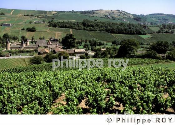 Le vignoble de Saint Vran (71V00117.jpg)