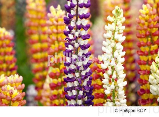 Lupin - Alpes (73F00139.jpg)