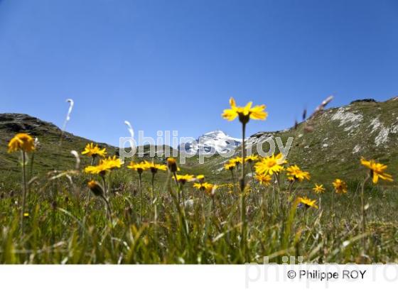 Flore - Alpes (73F00519.jpg)