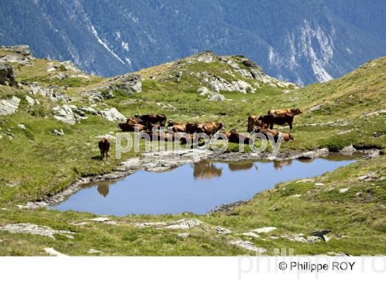 Haute-Maurienne, Savoie, Alpes (73F00736.jpg)