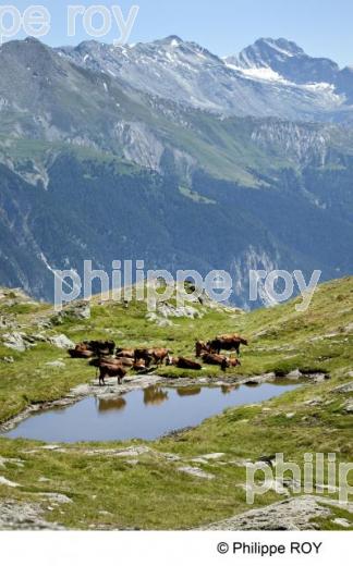 Haute-Maurienne, Savoie, Alpes (73F00739.jpg)