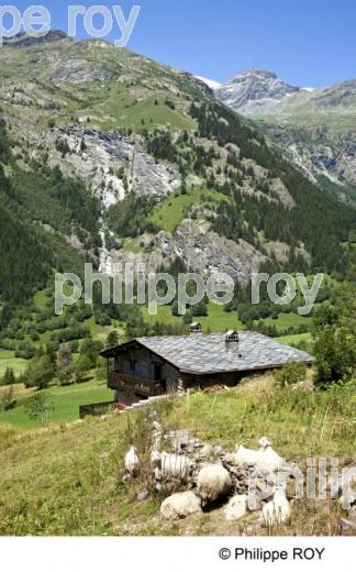 Haute-Maurienne, Savoie, Alpes (73F00740.jpg)
