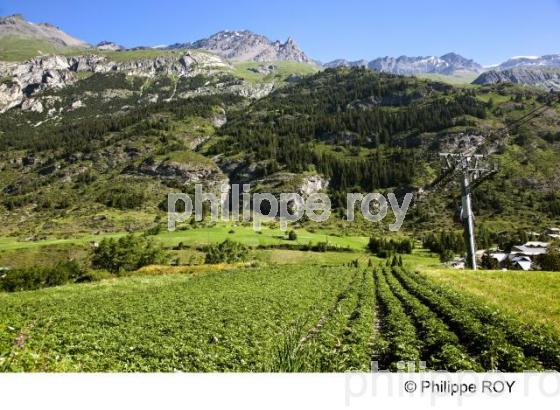 Haute-Maurienne, Savoie, Alpes (73F00811.jpg)