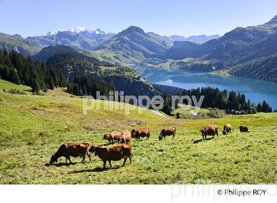 TROUPEAU, VACHES TARINES, FROMAGE DE BEAUFORT, LAC DE ROSELENT, BEAUFORTIN, SAVOIE, FRANCE (73F00830.jpg)