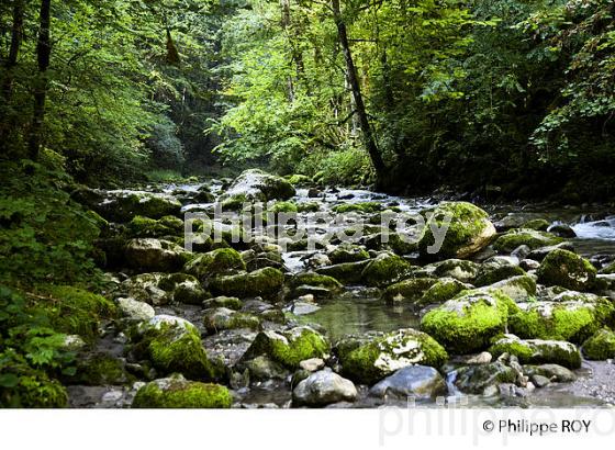 FORET DU LINDAR, PARC DU MASSIF DES BAUGES, SAVOIE, FRANCE (73F01136.jpg)