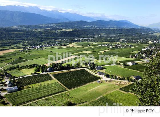 VIGNOBLE DE SAVOIE , CRU SAINT JEAN LA PORTE, COMBE DE SAVOIE (73F01406.jpg)