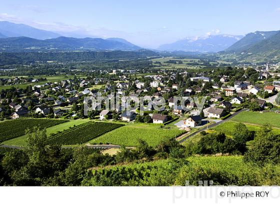 VIGNOBLE DE SAVOIE , CRU SAINT JEAN LA PORTE, COMBE DE SAVOIE (73F01408.jpg)