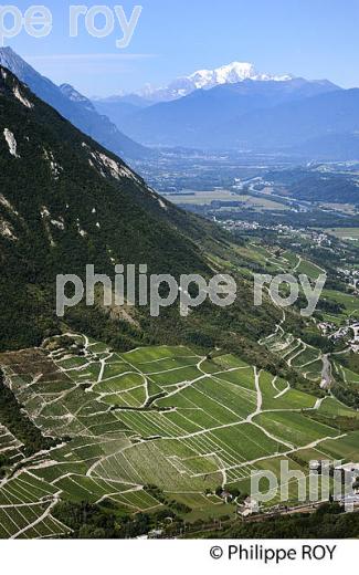 VIGNOBLE DE SAVOIE, CRU CHIGNIN, COMBE DE SAVOIE (73F01411.jpg)