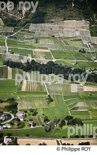VIGNOBLE DE SAVOIE, CRU CHIGNIN, COMBE DE SAVOIE (73F01412.jpg)