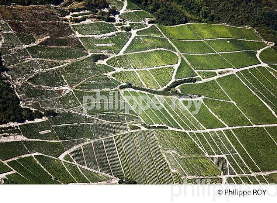 VIGNOBLE DE SAVOIE, CRU CHIGNIN, COMBE DE SAVOIE (73F01414.jpg)