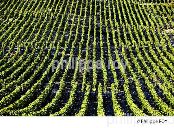VIGNOBLE DE SAVOIE, CRU CHIGNIN, COMBE DE SAVOIE (73F01417.jpg)
