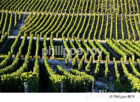 VIGNOBLE DE SAVOIE, CRU CHIGNIN, COMBE DE SAVOIE (73F01418.jpg)