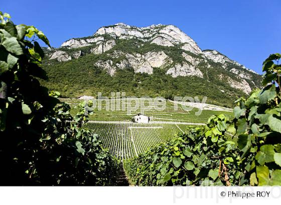 VIGNOBLE DE SAVOIE, CRU CHIGNIN, COMBE DE SAVOIE (73F01419.jpg)