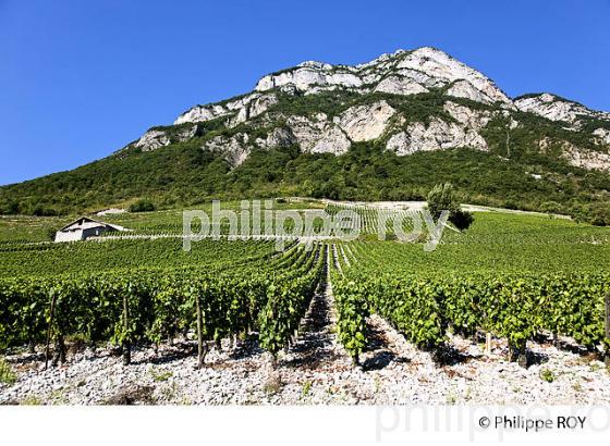 VIGNOBLE DE SAVOIE, CRU CHIGNIN, COMBE DE SAVOIE (73F01420.jpg)