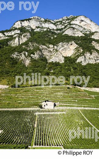 VIGNOBLE DE SAVOIE, CRU CHIGNIN, COMBE DE SAVOIE (73F01421.jpg)