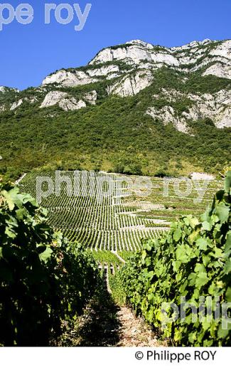 VIGNOBLE DE SAVOIE, CRU CHIGNIN, COMBE DE SAVOIE (73F01422.jpg)