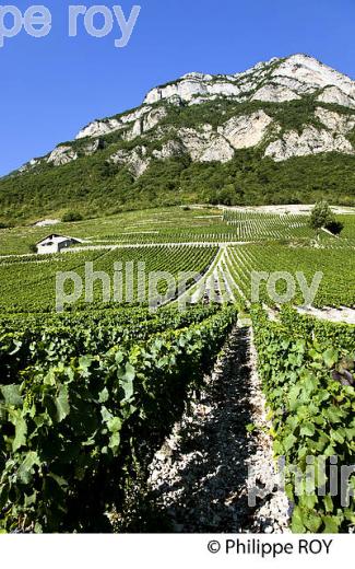VIGNOBLE DE SAVOIE, CRU CHIGNIN, COMBE DE SAVOIE (73F01423.jpg)