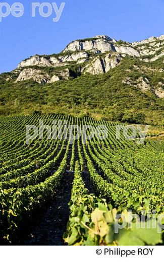 VIGNOBLE DE SAVOIE, CRU CHIGNIN, COMBE DE SAVOIE (73F01424.jpg)