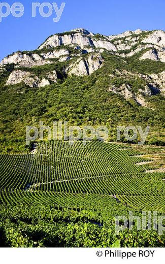 VIGNOBLE DE SAVOIE, CRU CHIGNIN, COMBE DE SAVOIE (73F01425.jpg)
