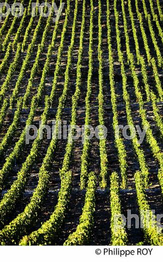 VIGNOBLE DE SAVOIE, CRU CHIGNIN, COMBE DE SAVOIE (73F01427.jpg)