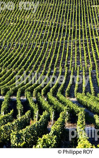 VIGNOBLE DE SAVOIE, CRU CHIGNIN, COMBE DE SAVOIE (73F01428.jpg)