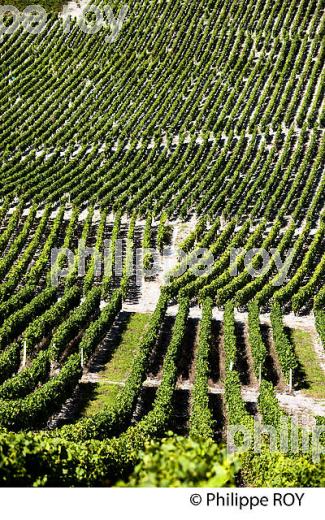 VIGNOBLE DE SAVOIE, CRU CHIGNIN, COMBE DE SAVOIE (73F01429.jpg)