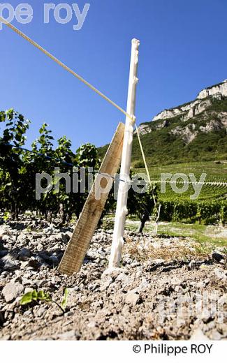 VIGNOBLE DE SAVOIE, CRU CHIGNIN, COMBE DE SAVOIE (73F01430.jpg)