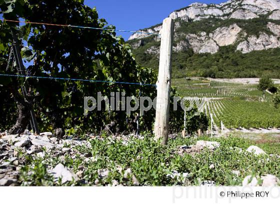 VIGNOBLE DE SAVOIE, CRU CHIGNIN, COMBE DE SAVOIE (73F01431.jpg)