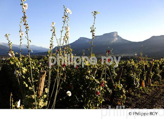 VIGNOBLE DE SAVOIE, CRU CHIGNIN, COMBE DE SAVOIE (73F01432.jpg)