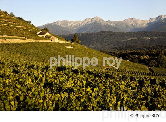VIGNOBLE DE SAVOIE, CRU CHIGNIN, COMBE DE SAVOIE (73F01433.jpg)