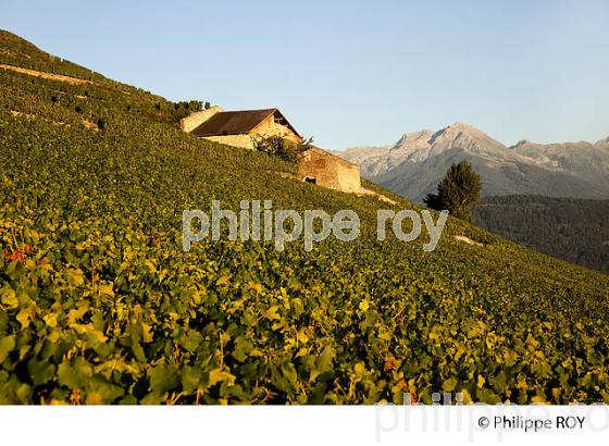 VIGNOBLE DE SAVOIE, CRU CHIGNIN, COMBE DE SAVOIE (73F01434.jpg)