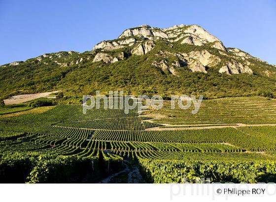 VIGNOBLE DE SAVOIE, CRU CHIGNIN, COMBE DE SAVOIE (73F01435.jpg)