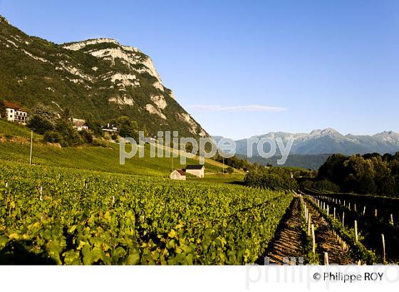 VIGNOBLE DE SAVOIE, CRU CHIGNIN, COMBE DE SAVOIE (73F01436.jpg)
