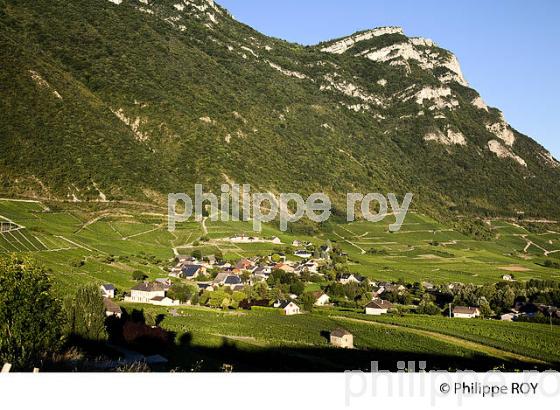 VIGNOBLE DE SAVOIE, CRU CHIGNIN, COMBE DE SAVOIE (73F01437.jpg)