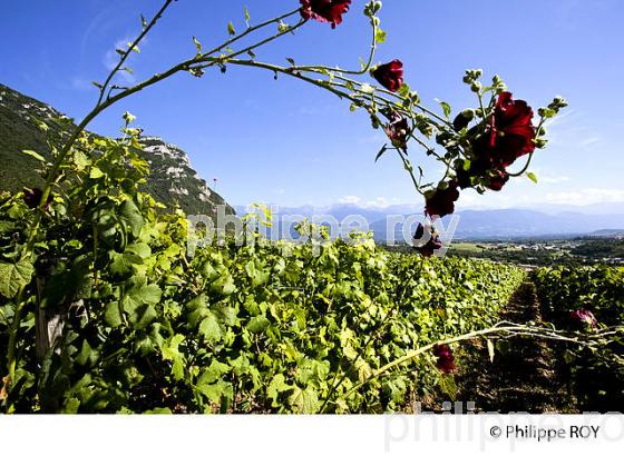 VIGNOBLE DE SAVOIE, CRU CHIGNIN, COMBE DE SAVOIE (73F01439.jpg)