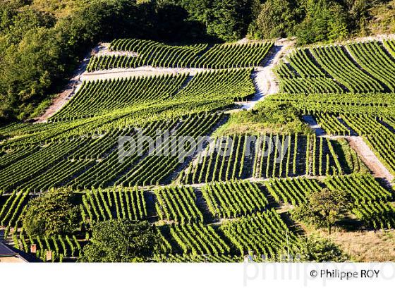 VIGNOBLE DE SAVOIE, CRU CHIGNIN, COMBE DE SAVOIE (73F01501.jpg)